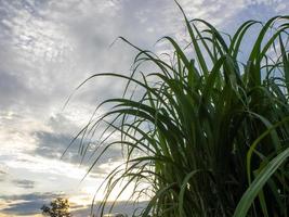 Zuckerrohrfeld bei Sonnenaufgang. luftbild oder draufsicht auf zuckerrohr oder landwirtschaft in thailand. foto