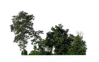 Wald und Laub im Sommer isoliert auf weißem Hintergrund foto
