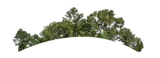 Wald und Laub im Sommer für den Druck und Webseiten isoliert auf weißem Hintergrund foto
