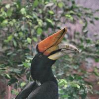 ein Blick auf einen Vogel foto