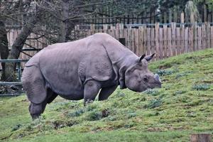 ein Blick auf ein Nashorn foto