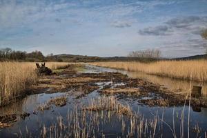 Blick auf das Naturschutzgebiet Leighton Moss foto