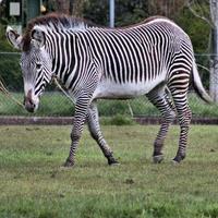 ein Blick auf ein Zebra foto