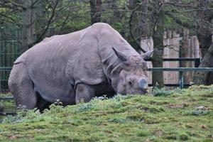 ein Blick auf ein Nashorn foto