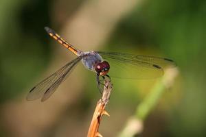 Libelle auf dem Ast foto