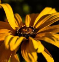 Gelbes Gloriosa-Gänseblümchen foto