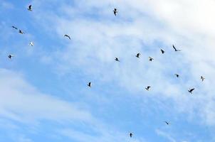 Viele weiße Möwen fliegen am wolkigen blauen Himmel foto