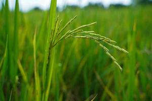 schöne wachsende Reisohren in der Landschaft von Thailand. foto