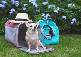 brauner Chihuahua-Hund sitzt vor rosafarbenem Stoff Traveller Pet Tragetasche mit Rucksack, Kopfhörer und Hut, auf grünem Gras im Garten mit lila Blumen, Blick in die Kamera. foto