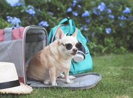 brauner chihuahua-hund mit sonnenbrille, sitzt vor rosa stoff reisender haustiertragetasche mit rucksack und hut auf grünem gras im garten mit lila blumen. foto