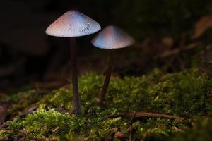 zwei filigrane kleine Pilze auf Moos mit Lichtfleck im Wald. Waldboden foto