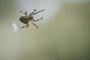 Kreuzspinne in einem Spinnennetz, die auf Beute lauert. unscharfer Hintergrund foto