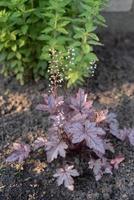 geyhera kastanienbraun silber mit schönen durchbrochenen blättern blüht mit weißen blüten foto