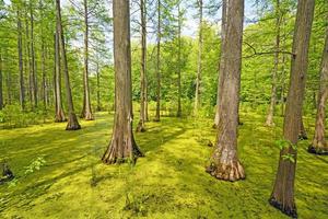 Versteckter Zypressenwald an einem sonnigen Tag foto
