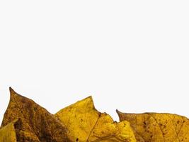 kreativer Hintergrund eines Haufens gelber Herbstblätter, die auf einem weißen Hintergrund isoliert sind. konzept des natürlichen hintergrunds und des herbstes. foto