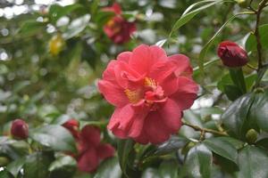 Schöner blühender roter Kamelienstrauch mit Blüten foto