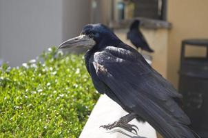 Schwarze Krähe mit einem langen scharfen Schnabel auf einem Geländer foto