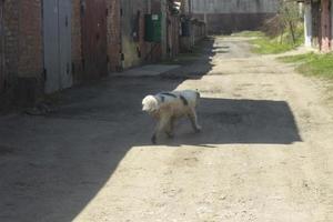 Hund auf der Straße. streunendes Tier. Haustier ist verloren gegangen. foto