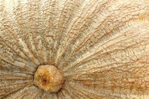 Nahaufnahme des bunten Bio-Kürbis auf der Landwirtschaftsmesse. Ernten des Herbstzeitkonzepts. Garten Herbst natürliche Pflanze. Thanksgiving-Halloween-Dekor. festlicher bauernhof ländlicher hintergrund. vegetarisches Essen. foto