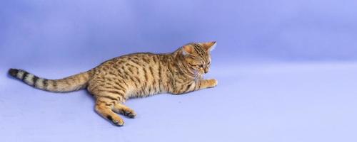 Bengal-Katze legte sich auf lila Hintergrund foto