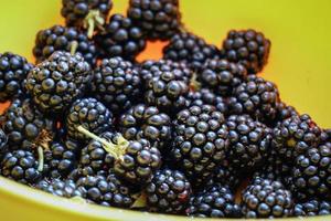 Reife Brombeeren in einer gelben Schüssel bilden einen Hintergrund foto