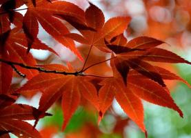 Rote Blätter foto