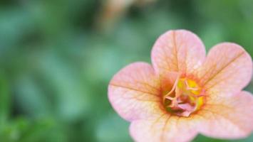 Nahaufnahmen von Double Impattiens Rose sind beliebte einjährige Gartenpflanzen. foto