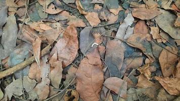 Hintergrund brauner, trockener Blätter im Herbst 03 foto