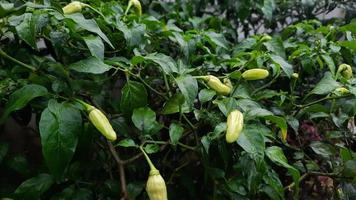 Chilipflanzen, die nach dem Regen frisch aussehen foto