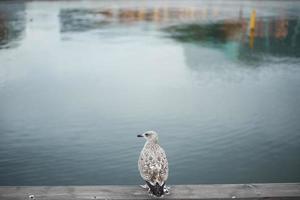 Vogel, der auf Beton mit Flusshintergrund steht foto