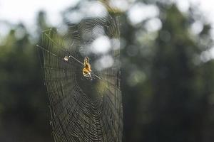 Spinnennetz und Spinne an einem sonnigen Sommertag auf grünem Hintergrund foto