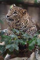 Sri Lanka Leopard foto