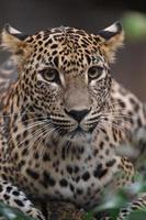 Sri Lanka Leopard foto