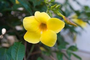 Nahaufnahme einer Blume der gelben Allamanda, auch bekannt als goldene Trompete foto