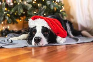 lustiger süßer Welpe Hund Border Collie mit Weihnachtskostüm roter Weihnachtsmann-Hut, der sich zu Hause in der Nähe des Weihnachtsbaums hinlegt. Vorbereitung auf den Urlaub. frohes frohes weihnachtskonzept. foto