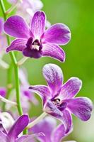 lila Orchidee foto
