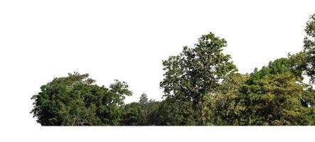 Wald und Laub im Sommer isoliert auf weißem Hintergrund foto