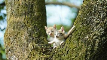 Zwei süße kleine Katzen, die zum Ausruhen auf den Baum klettern foto