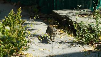 die süße kleine katze, die im hof spielt foto