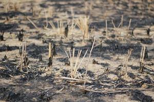 Reisstoppeln, die durch Verbrennungen in Reisfeldern nach der Ernte verursacht werden foto
