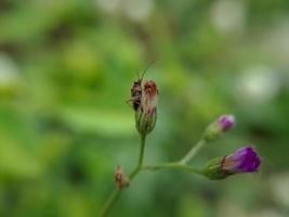 Makrofoto von schönen exotischen Wildpflanzen foto