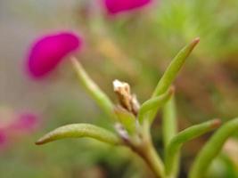 Makrofoto von schönen exotischen Wildpflanzen foto