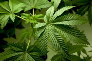 Cannabispflanze, vegetatives Wachstum, Innengarten foto