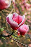 Blüte der Magnolienblüten im Frühling