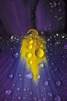 Iris Blütenblatt mit Wasserperlen (Gattung Iris)