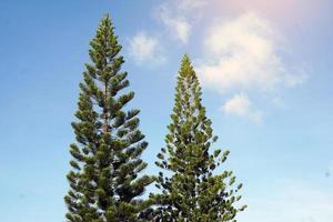 Korallenriff-Araukarie, Norfolk-Insel-Kiefer ist eine Zierpflanze, verzweigt in Schichten, schöne grüne Blätter, das Blätterdach ist nicht groß, geeignet für den Anbau in Töpfen und im Garten gepflanzt. foto