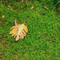Herbstblätter auf dem Gras foto