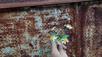 Hand, die schöne weiße Blume auf rostigem Eisenwandhintergrund hält 01 foto