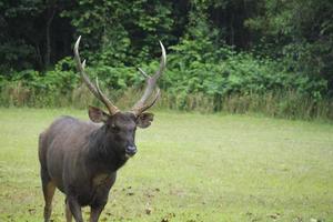 Ein junger schöner gehörnter Hirsch weidet auf dem grünen Gras und ernährt sich von der Weide, einem Wildtier in der Umweltökologie, der Außenlandschaft auf der natürlichen Nationalparkwiese. foto