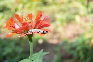 Blühende Zinnienblüten, die von Raupen benagt werden foto